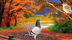 GOOD MORNING Messaging video