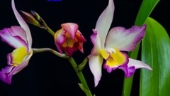 Good morning Messaging video ....TU MERI ZINDAGI HAI