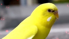 LAG JA GALE....GOOD MORNING Messaging video