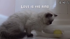 love Is The Ring