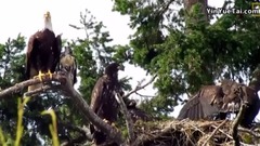 Hawk Raised by Eagles Is Starting to Act Like One National Geographic