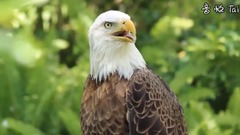 Best Eagle Attacks; World's Largest and Deadliest, Part 2, Bald and Golden Eagles!