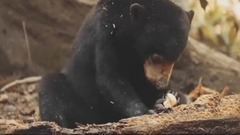 晴天小熊的心声