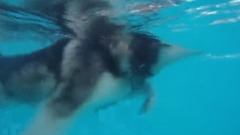 Топим собак или учим плавать хаски