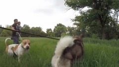 Питбуль напал на собаку Не для слабонервных!!! Питбуль