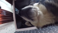 Собака ест мороженое Dog eating ice cream