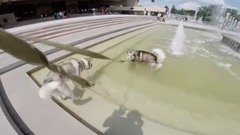 ТОП Собаки для детей Хаски или Маламут