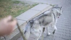 ЛАЙФКАК!!! Как отучить собаку тянуть поводок Хаски тян