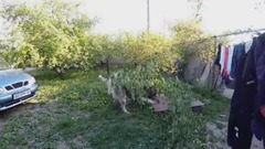 БАТЛ Девушка против собак Овчарка кавказская играет