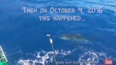 10 Страшных Нападений АКУЛ снятых на КАМЕРУ