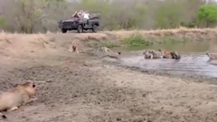 Fault lion attack hyenas