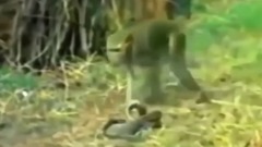 Against the serpent, the monkey when flexible has caught