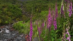 民乐群星,风景,音乐短片,乐动城市 - 世界第八大奇观之 雨中的米尔福德峡湾