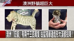 澳洲「巨貓」有两千三百万只 凶猛殘暴连彪形大汉都投降!?