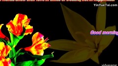 Yaari Hi Imaan meri ..GOOD MORNING messaging video -Whatsapp