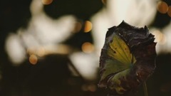 静美纯音系列【等,黎明I】林海音乐作品欣赏