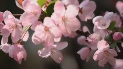 民乐群星,风景,音乐短片,轻音乐 - 海棠花开