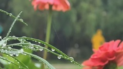 民乐群星,风景,音乐短片,轻音乐 - 姹紫嫣红的花花世界