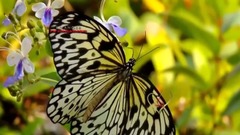 STRANGER IN PARADISE