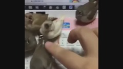 15 MIN OF DANK BIRB MEMES