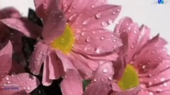 The scenery mediafile