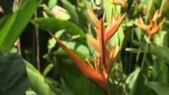 圣露西亚 下 St. Lucia