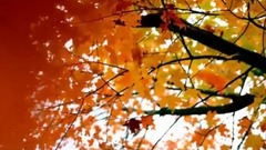 钢琴曲《牵我的手》奥马尔