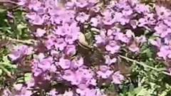 民乐群星,音乐短片 - 采槟榔(笛子)