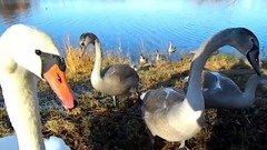 Лебединая семья. Осень.