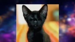 猫咪的日常搞笑系列 1、10 Hero Cats Who Saved The Humans They Love!