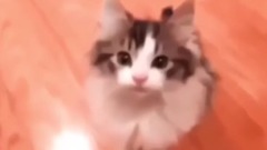 If you laugh, you lose - funny cat & dog compilation 2017