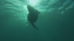 BBC 自然世界:杀人鲸真面目(Natural World - Killer Whales: Beneath the Surface)