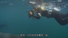 BBC 自然世界:与虎鲸同游的女人(The Woman Who Swims with Killer Whales)