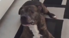 Funny Dogs Scared of Masks