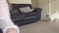 Funny Dogs Scared of Masks - Part 2