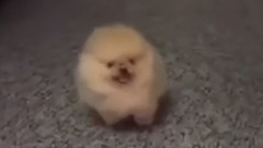 Tiny Dog Barking
