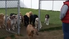 Good Dogs Wait For Their Names To Be Called _ The Dodo