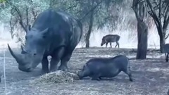 Cuando te Metes con el Animal Equivocado