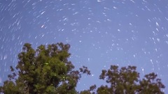 夏夜萤火虫之舞