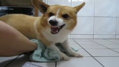 柯基多多每次洗澡都要上演的戏码