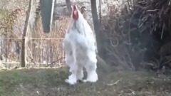 Giant Chicken Brahma Roosters
