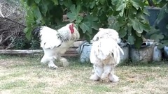 brahma roosters - hens in the yard.-AGROKOTA.GR panaconic dmc TZ10