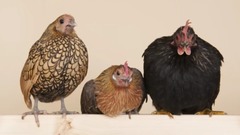 What Is The Difference Between a Bantam And A Standard Chicken - Chickens in A Minute
