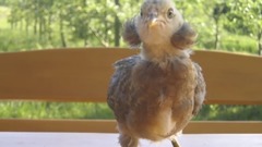 5 Roosters You Won't Believe Actually Exist!