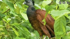 5 Most Unique Exotic Birds In The World!