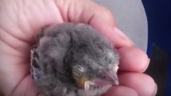 Blue Jay Bird Visits Rescuers Every Single Day