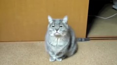 Cats Dancing To Music - Funny Cat Dance Compilation