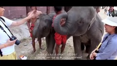 影视原声 - 黑象