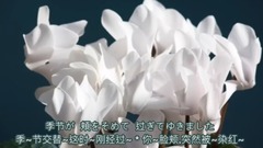 邓丽君 - シクラメンのかほり(仙客来的花香)