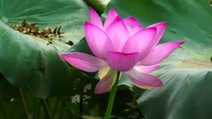 猗园秋荷满鼻香